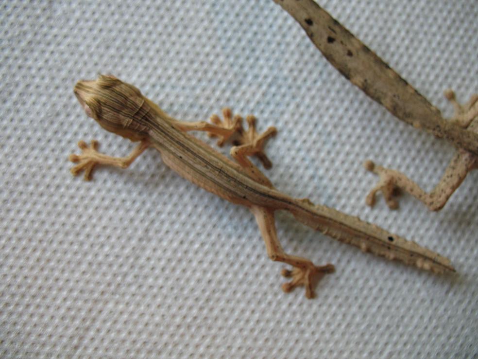Captive bred lineatus 5