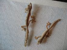 Size comparison for lineatus babies