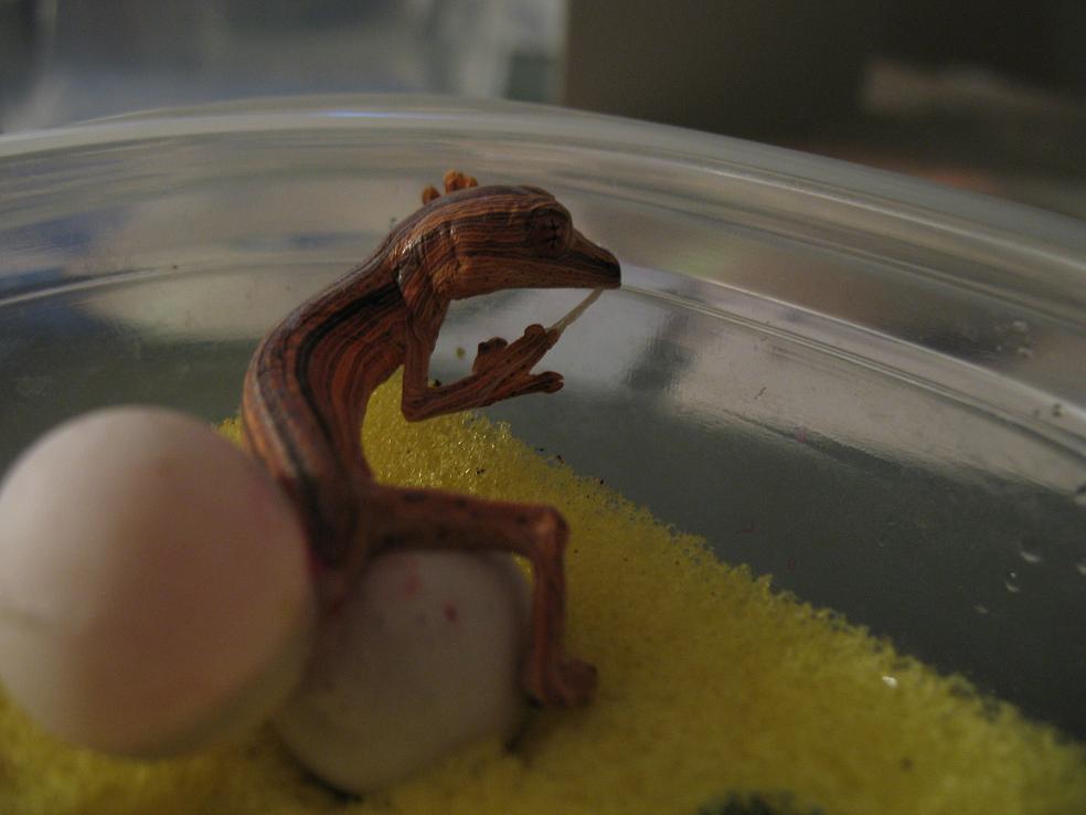 Baby lineatus 5 skin removal
