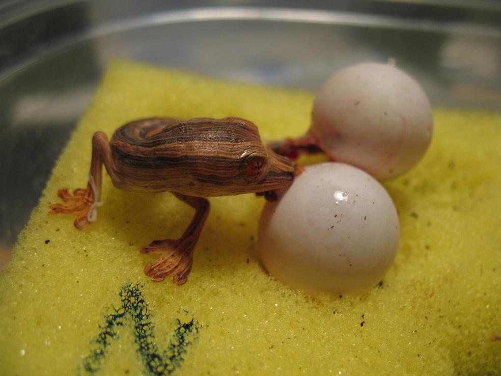 Baby lineatus 5 skin removal 2