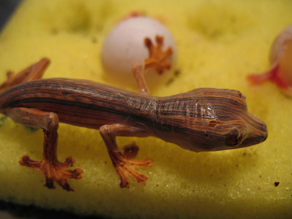 Baby lineatus 5 needs a shed