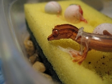 Baby lineatus 5 head out