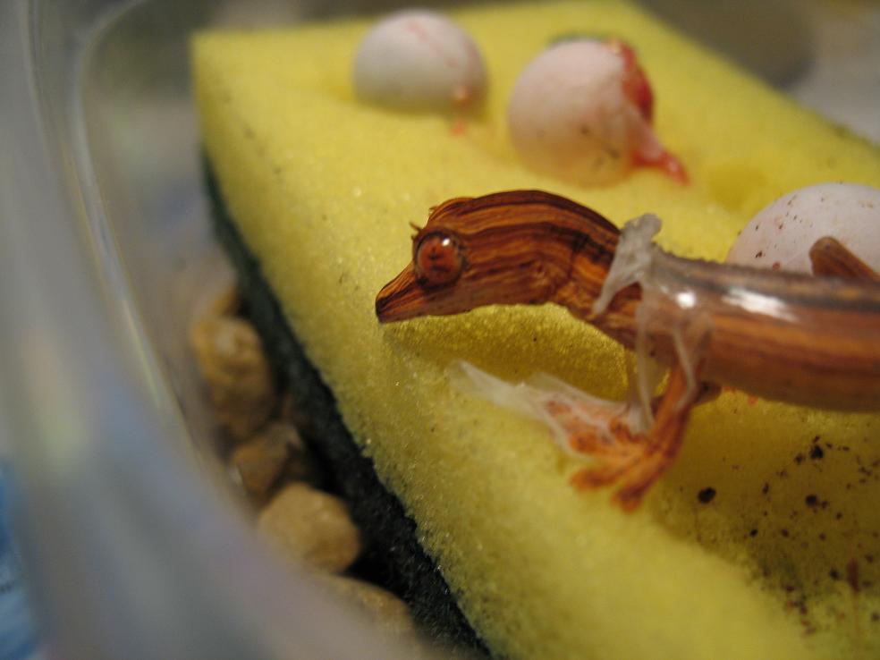 Baby lineatus 5 head out