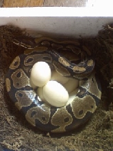 freshly laid 8 healthy eggs