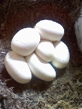 8 eggs total