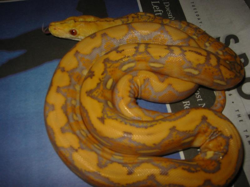 dark purple albino