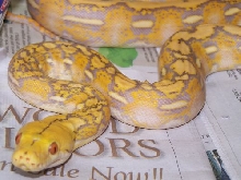 dark purple albino