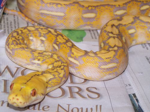 dark purple albino