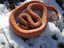 golden snow II