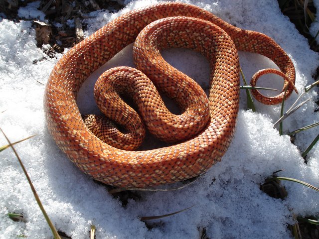 golden snow II
