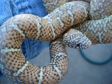 jelly adult female