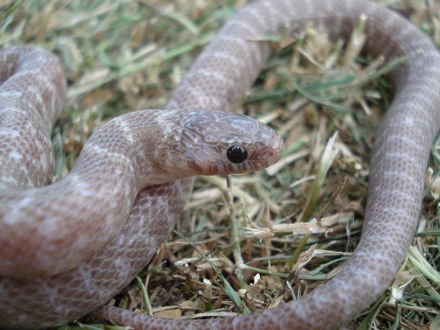 PEWTER Florida king