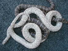 Comaprison pic of two Florida kings with the axanthic gene