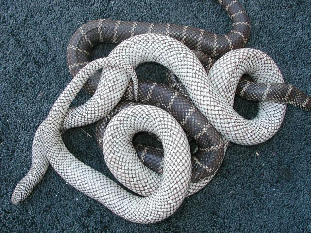 Comaprison pic of two Florida kings with the axanthic gene