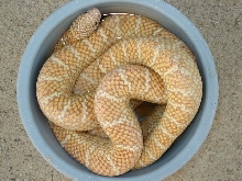 jelly male (bowl)