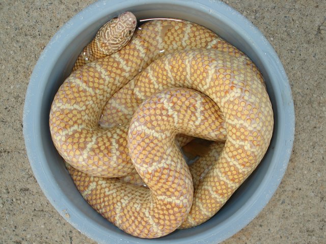 jelly male (bowl)