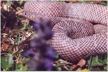 New England line of axanthic brooks
