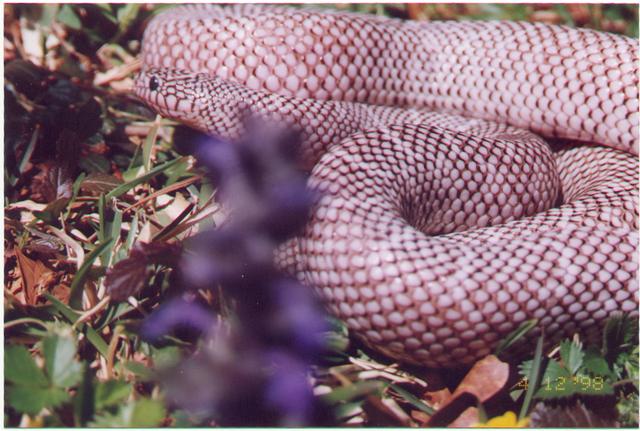 New England line of axanthic brooks
