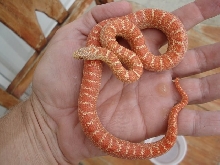 Peabino Florida king