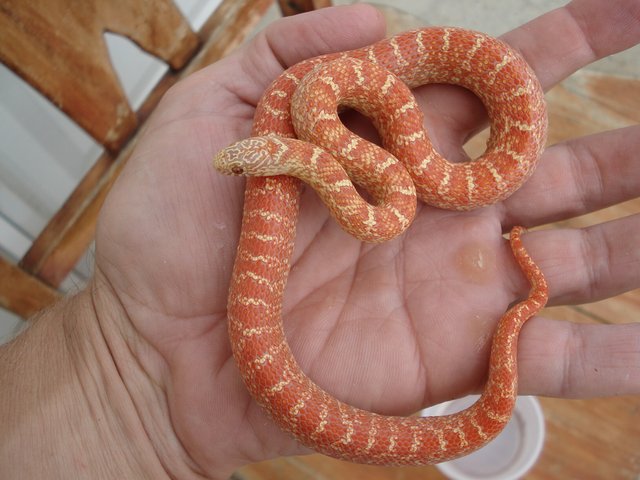 Peabino Florida king