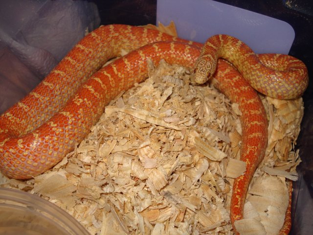 Peabino Jan '08