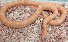 Sulfur lavener albino ADULT Florida king