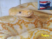 Wide Thailand