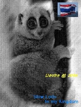 Slow Loris