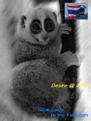 Slow Loris