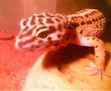 Martha on hide