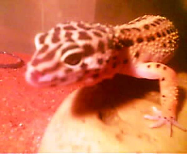 Martha on hide