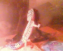 Martha attempting to escape!