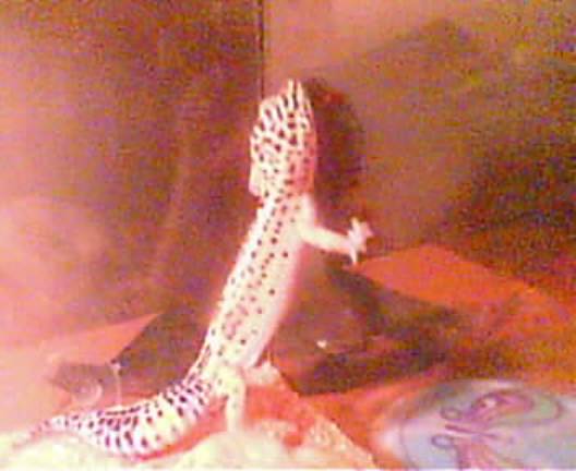 Martha attempting to escape!