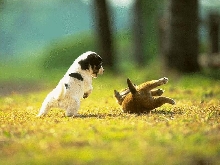 fight