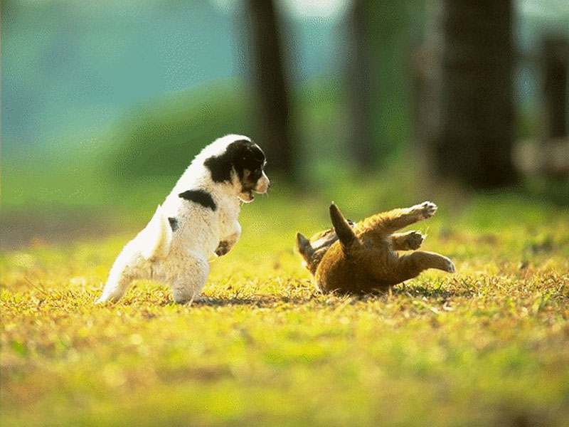 fight