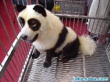 panda(a dog)