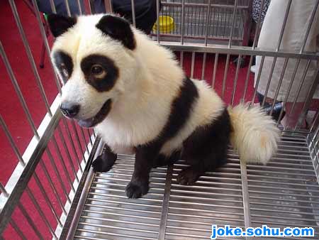 panda(a dog)