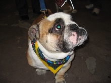 dog show-5