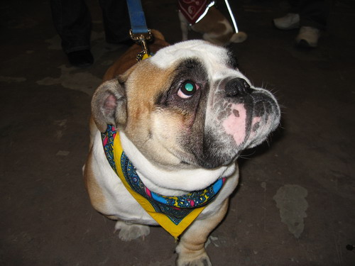 dog show-5