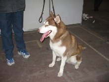 dog show-1