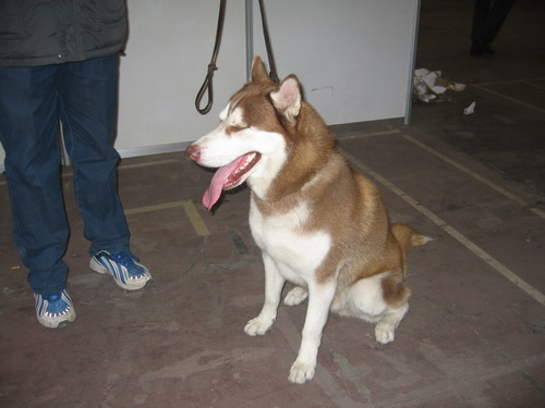 dog show-1