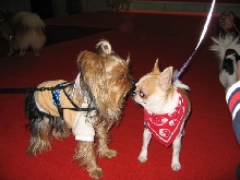dog show-6
