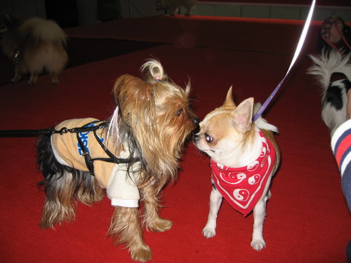 dog show-6