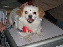 dog show-7