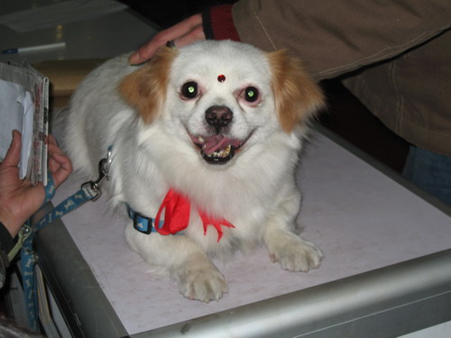 dog show-7