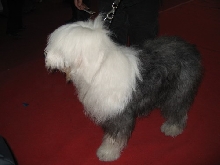dog show-2