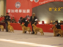 dog show-3