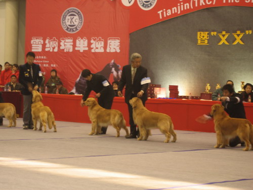 dog show-3