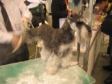 dog show-4(prink)
