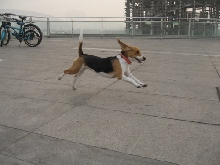 fly